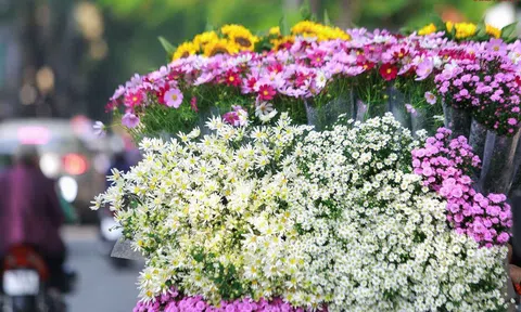 Cúc họa mi xuống phố đẹp hút hồn